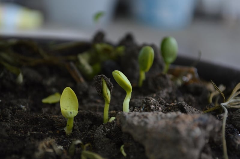 Composting