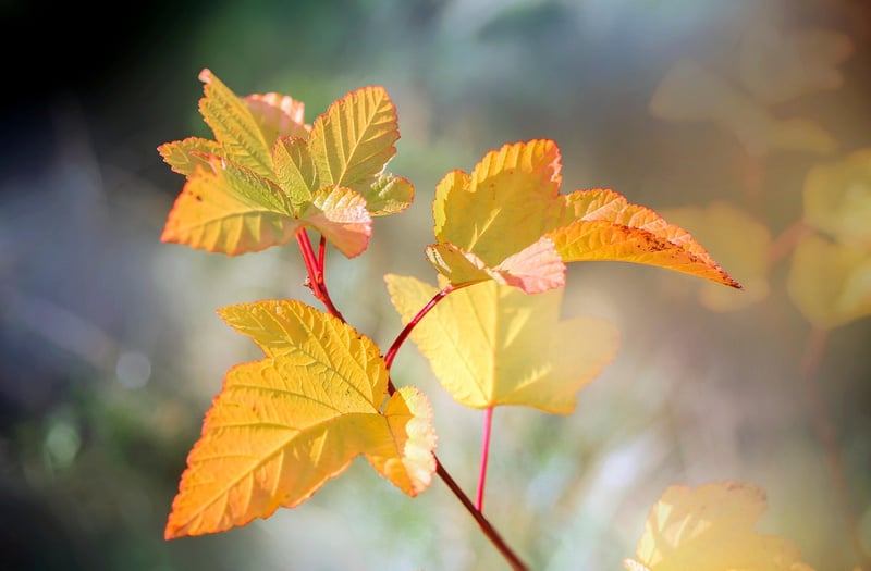Plants in sunlight