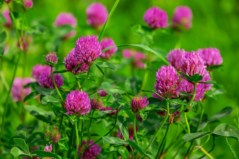 Native Plants